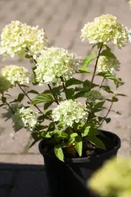 HYDRANGEA paniculata 'Little Lime' - image 3