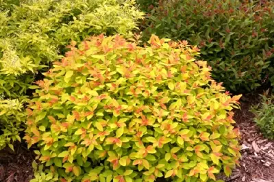 SPIRAEA japonica 'Double Play Big Bang'