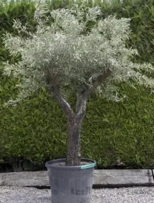 OLEA europaea - image 1