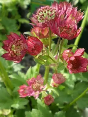 ASTRANTIA 'Moulin Rouge' - image 2