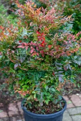 NANDINA domestica 'Obsessed' - image 3