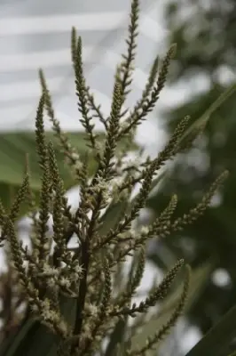 CORDYLINE australis