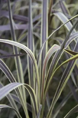 CORDYLINE banksii 'Electric Pink'