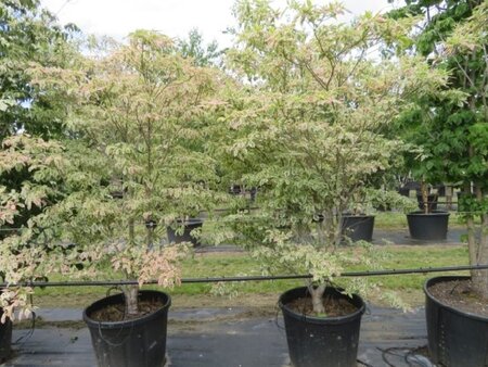 CORNUS florida 'Daybreak' - image 1