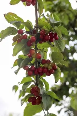 CORNUS mas - image 1