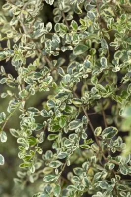 AZARA microphylla 'Variegata'