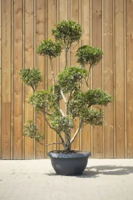 OSMANTHUS heterophyllus