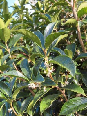 OSMANTHUS x fortunei