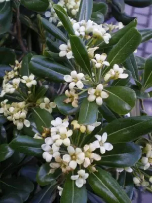 PITTOSPORUM tobira