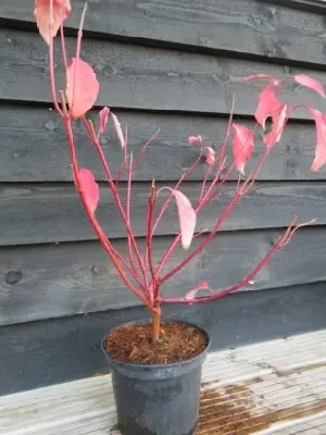 CORNUS alba 'Baton Rouge' - image 2