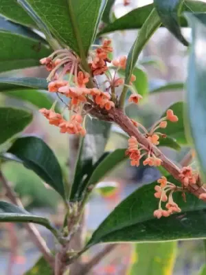 OSMANTHUS f. aurantiacus 'Rubra'