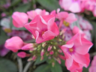 PHLOX paniculata 'Sweet Summer Pink with Eye'