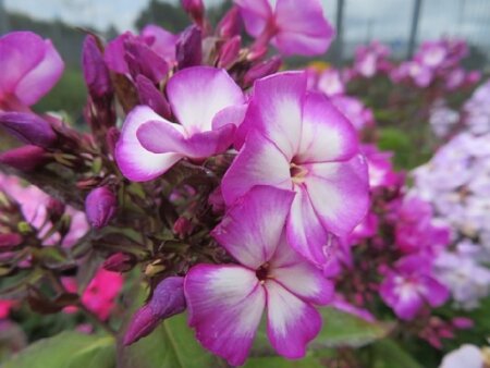 PHLOX paniculata 'Sweet Summer Purple Bicolor'