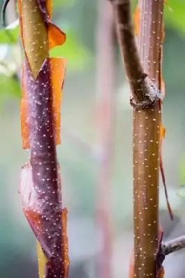 BETULA pendula 'Cacao'