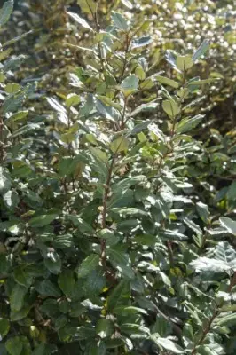 ELAEAGNUS x ebbingei 'Compacta'