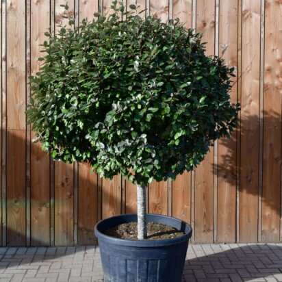 ELAEAGNUS x ebbingei