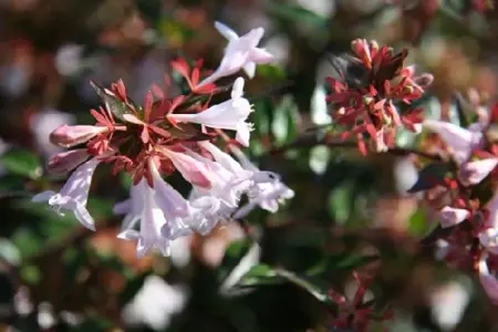 ABELIA x grandiflora