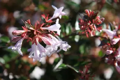 ABELIA x grandiflora