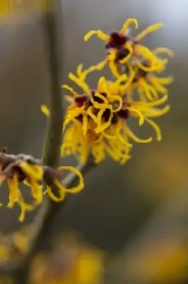 HAMAMELIS x intermedia 'Jelena' - image 2