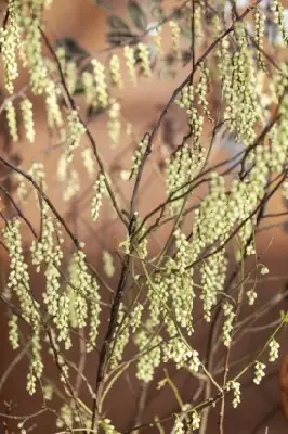 STACHYURUS chinensis 'Joy Forever' - image 1