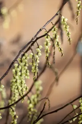 STACHYURUS chinensis 'Joy Forever' - image 2