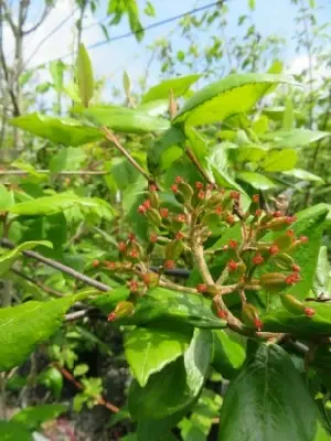 VIBURNUM x burkwoodii - image 4