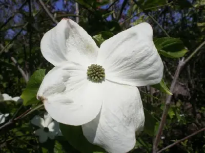 CORNUS 'Eddie's White Wonder'