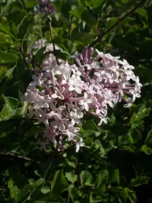 SYRINGA meyeri 'Palibin' - image 1