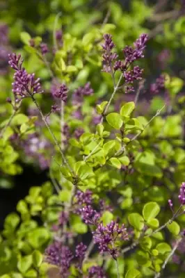 SYRINGA meyeri 'Palibin' - image 3