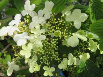 VIBURNUM plicatum 'Kilimanjaro' - image 4