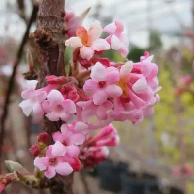 VIBURNUM x bodnantense 'Dawn' - image 2