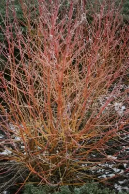 CORNUS sanguinea 'Midwinter Fire' - image 1