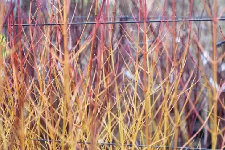 CORNUS sanguinea 'Midwinter Fire' - image 3