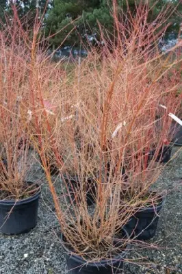 CORNUS sanguinea 'Midwinter Fire' - image 4