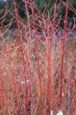 CORNUS sanguinea 'Midwinter Fire' - image 5