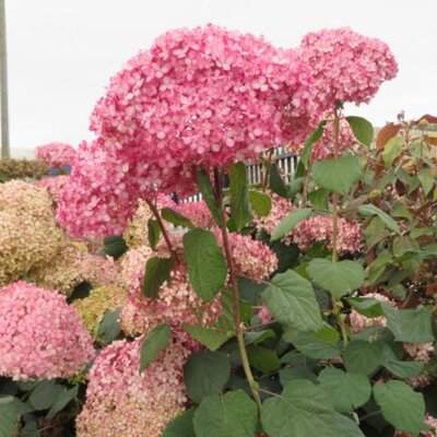 HYDRANGEA arborescens 'Pink Annabelle'