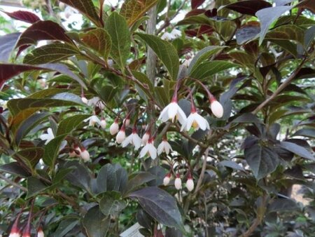 STYRAX japonicus 'Evening Light' - image 5