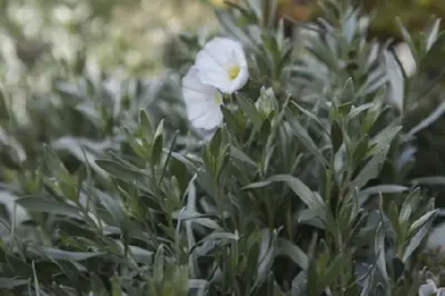 CONVOLVULUS cneorum 'White Sensation'