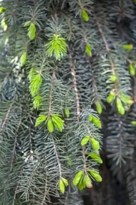 PICEA omorika 'Pendula'