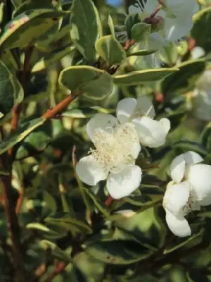 LUMA apiculata 'Glanleam Gold' - image 2