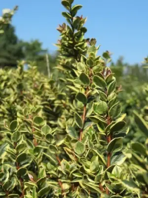 LUMA apiculata 'Glanleam Gold' - image 3