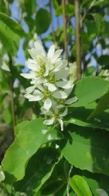 AMELANCHIER alnifolia 'Obelisk'