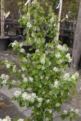 AMELANCHIER alnifolia 'Obelisk' - image 2