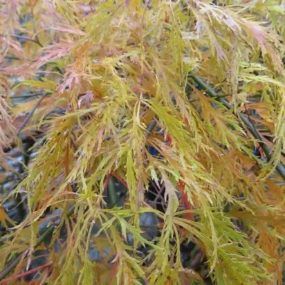 ACER palmatum dissectum 'Emerald Lace' - image 2