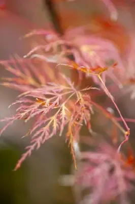 ACER palmatum dissectum 'Emerald Lace' - image 4