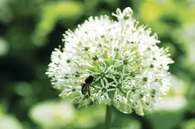 ALLIUM stipitatum 'Mount Everest' - image 2