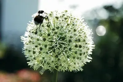 ALLIUM stipitatum 'Mount Everest' - image 3