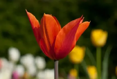 TULIPA 'Ballerina'