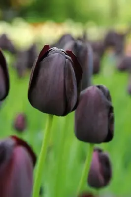 TULIPA 'Queen of Night'