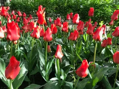 TULIPA 'Red Riding Hood'